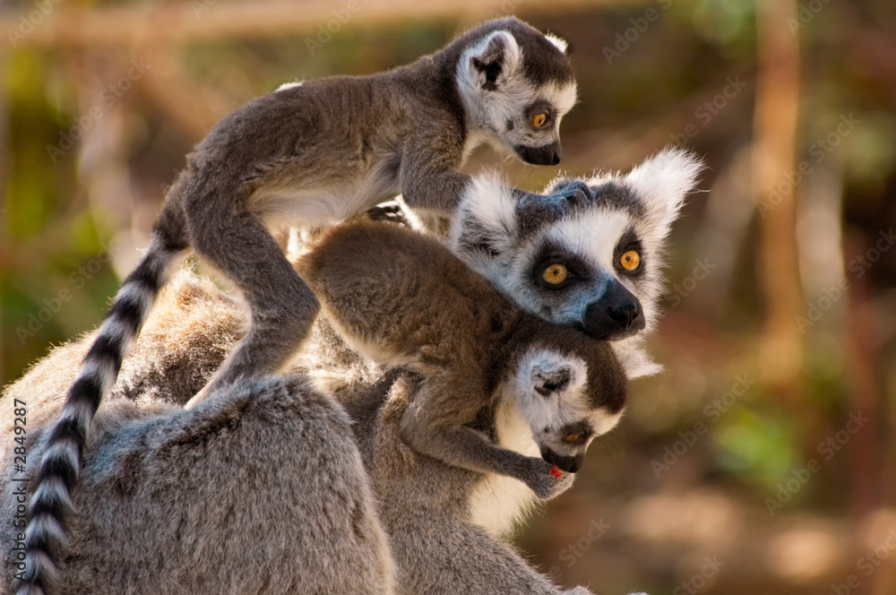 Obraz premium a goup of cute ring-tailed lemurs