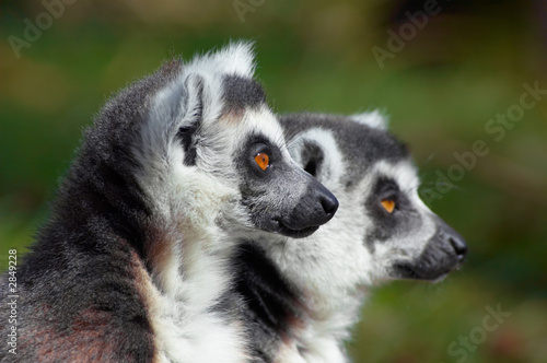 two cute ring-tailed lemurs © Eric Gevaert