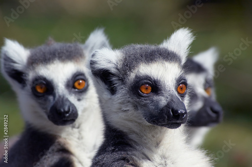 a group of cute looking ring-tailed lemurs © Eric Gevaert