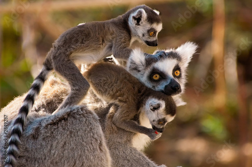 a goup of cute ring-tailed lemurs