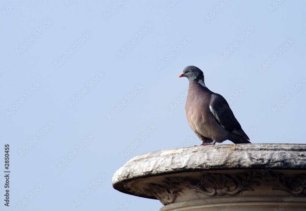 Obraz premium pigeon