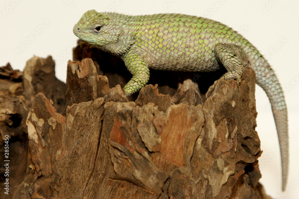 Fototapeta premium sceloporus