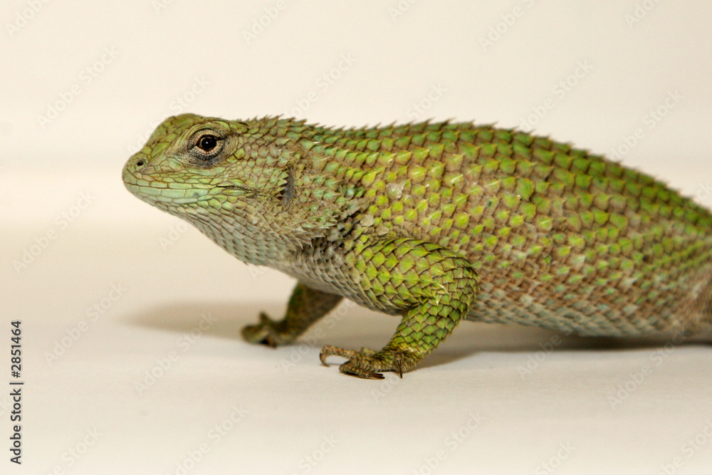 Obraz premium sceloporus