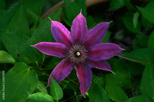 clematis flower in dramatic light
