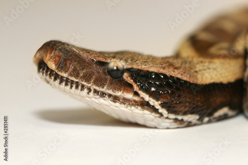 python curtus © Christophe Fouquin