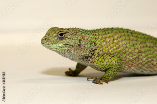 sceloporus photo