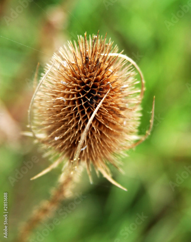 seed head