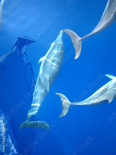 dauphins nageant dans l'etrave du bateau