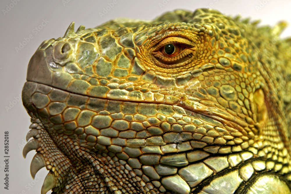 Fototapeta premium iguane