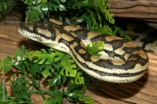 serpent morelia