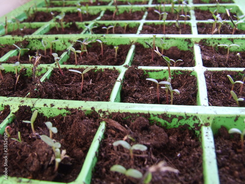 small seedlings photo