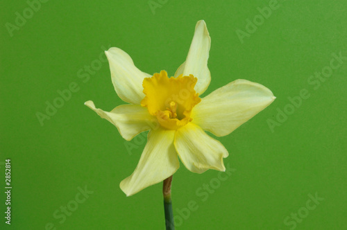 spring flower