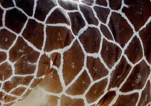 giraffe patterns