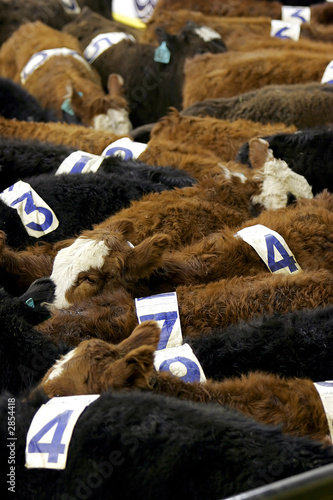cows with numbers