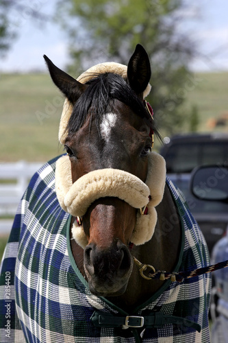 horse all dressed up