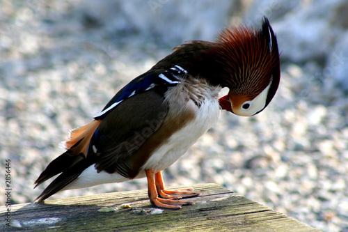 Photography odd duck