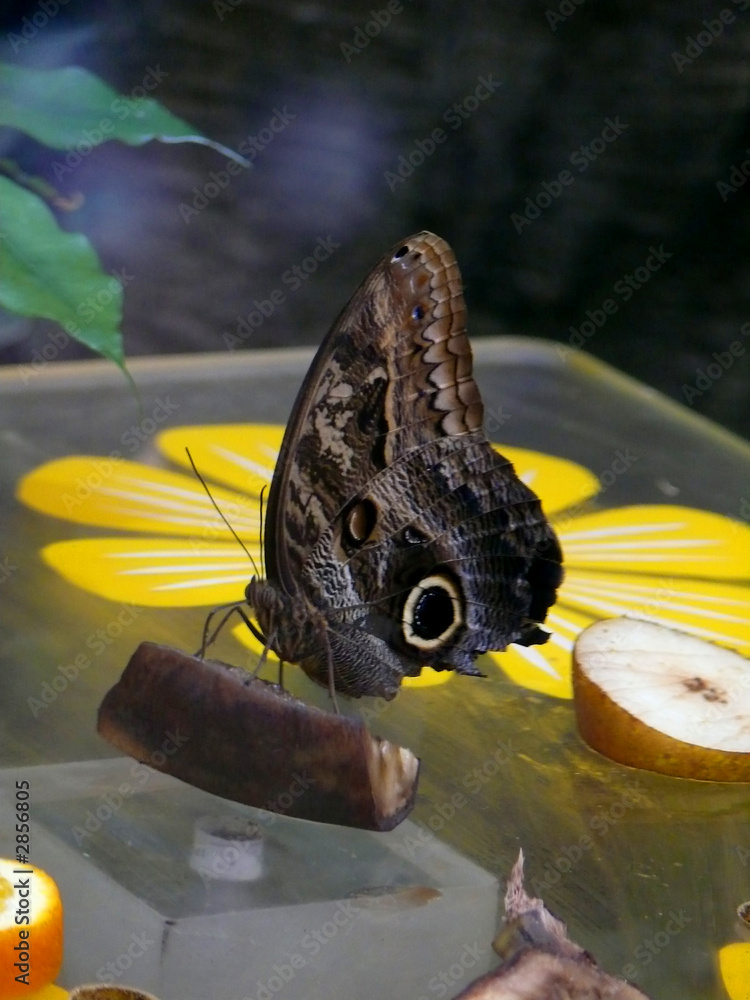 Fototapeta premium butterfly insect