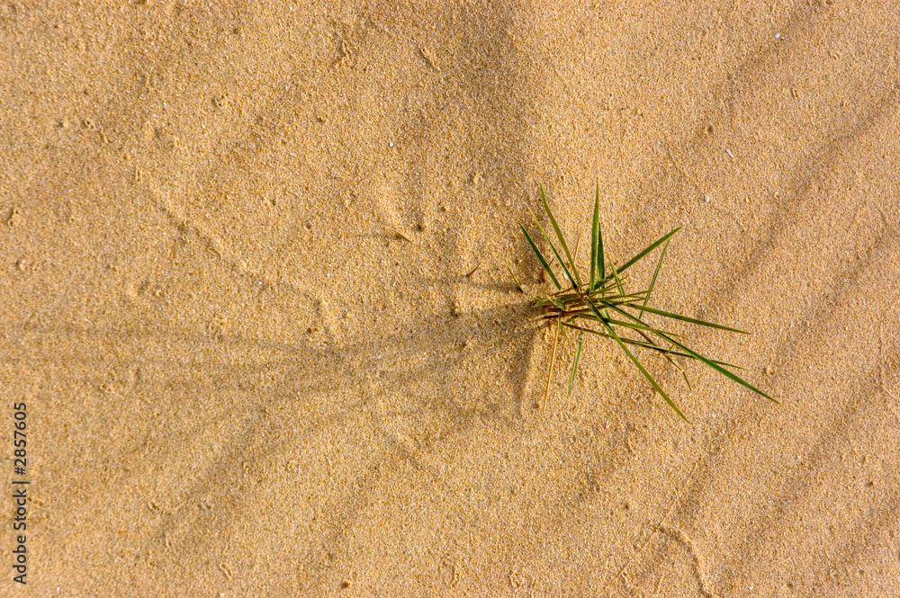 texture of sand with green shoot texture of sand with green shoot