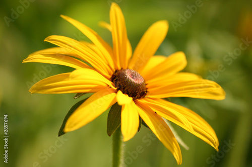 mittagsblume