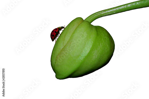 orchidee