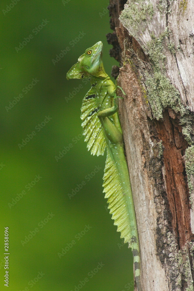 Fototapeta premium basilisk jesus christ costa rica