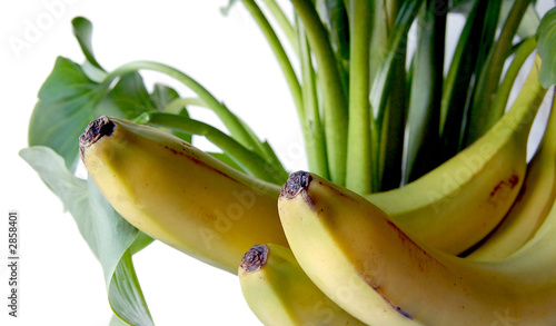plátanos tropicales