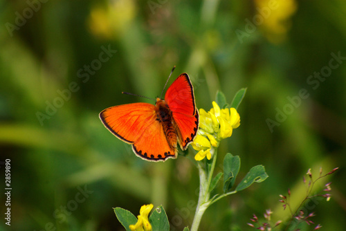 the orange butterfly © Oleg Prigoryanu