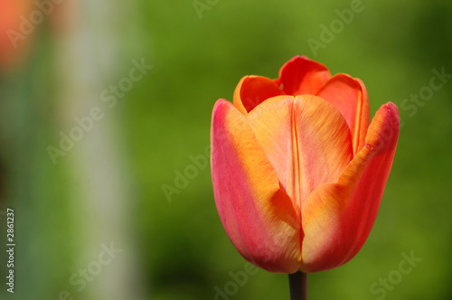 tulpe in voller bl  te