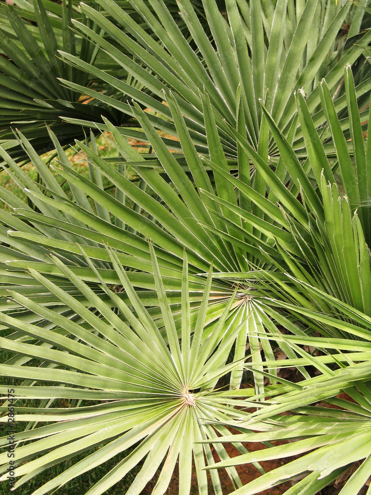 Fototapeta premium palm patterns