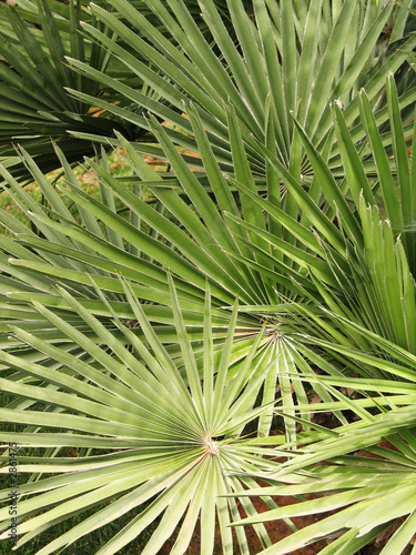 palm patterns