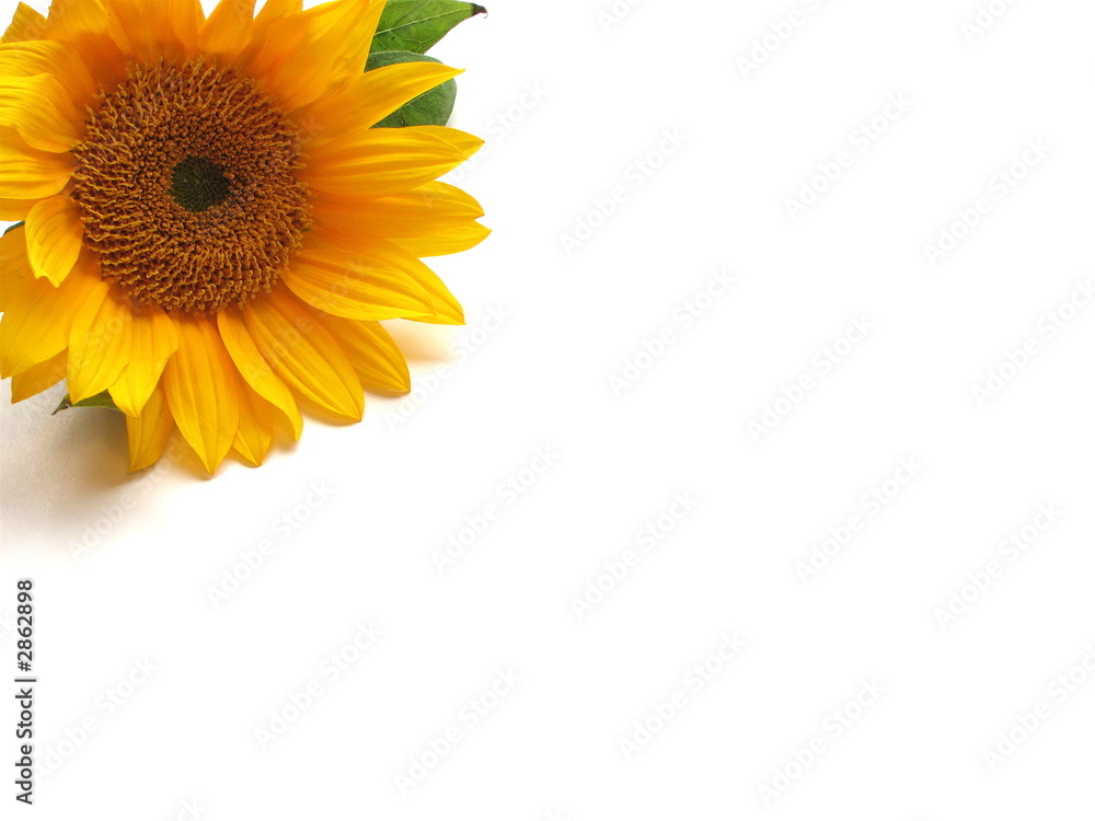 Obraz premium one sunflower on white