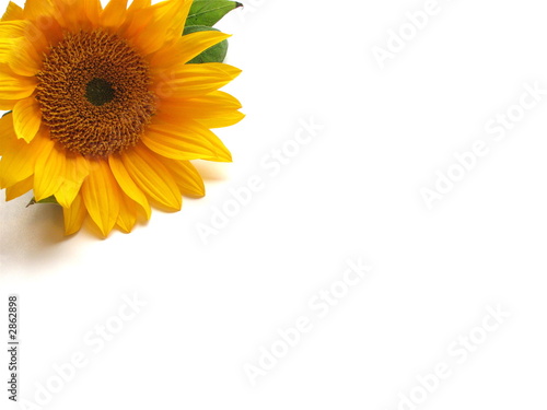 one sunflower on white