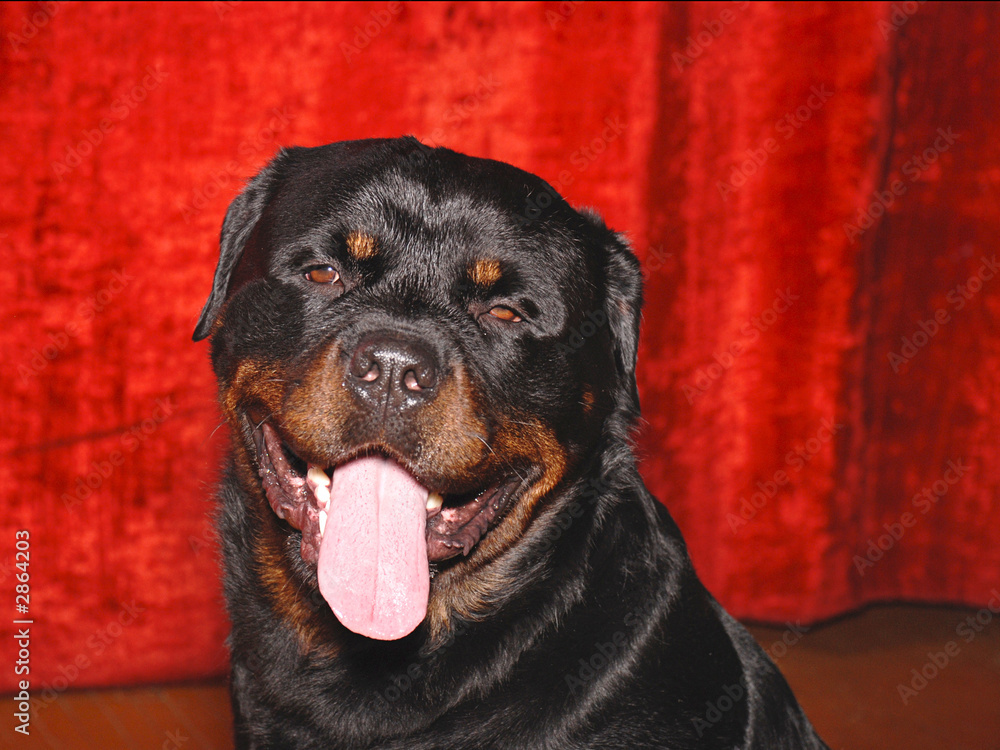 Fototapeta premium rottweiler 06