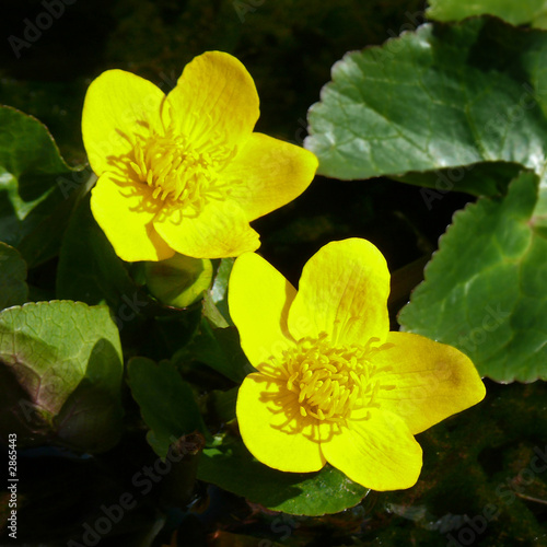 sumpf-dotterblume photo