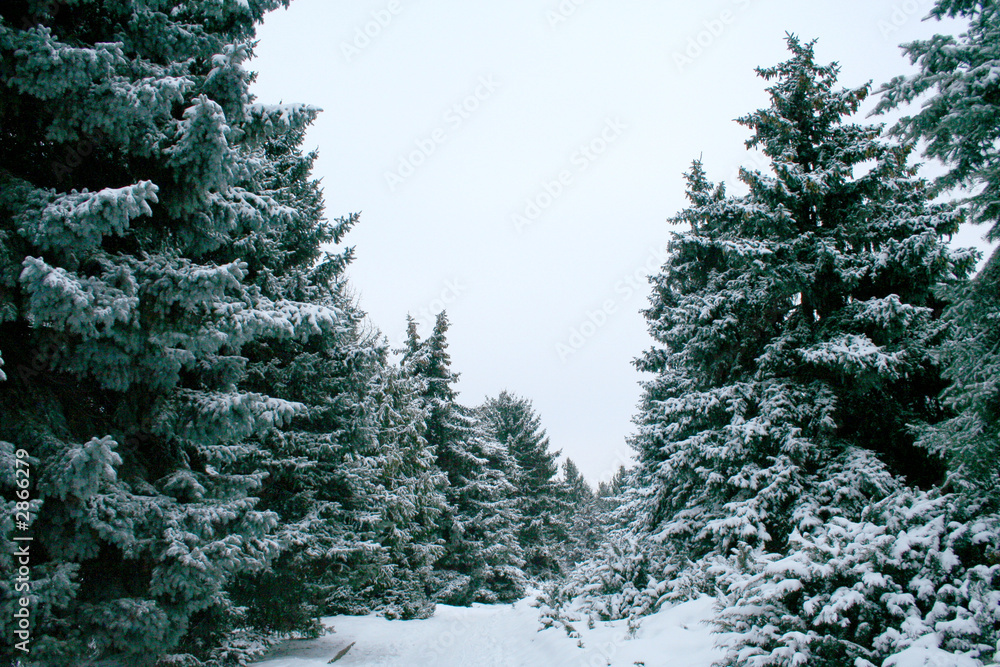 Fototapeta premium winter landscape, beautiful snow in the forest