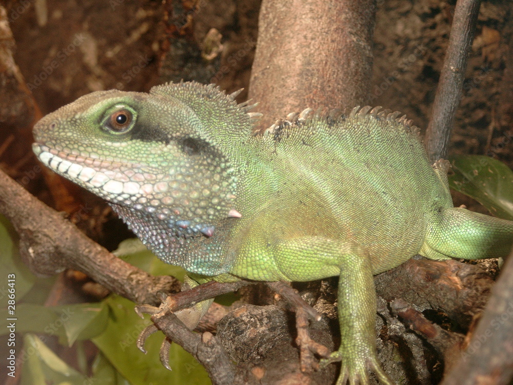Obraz premium grüne wasseragame