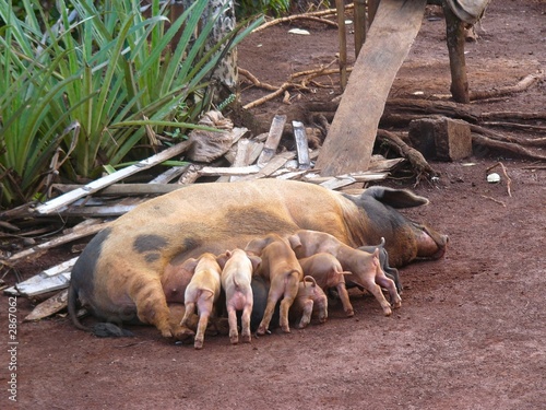 muttersau