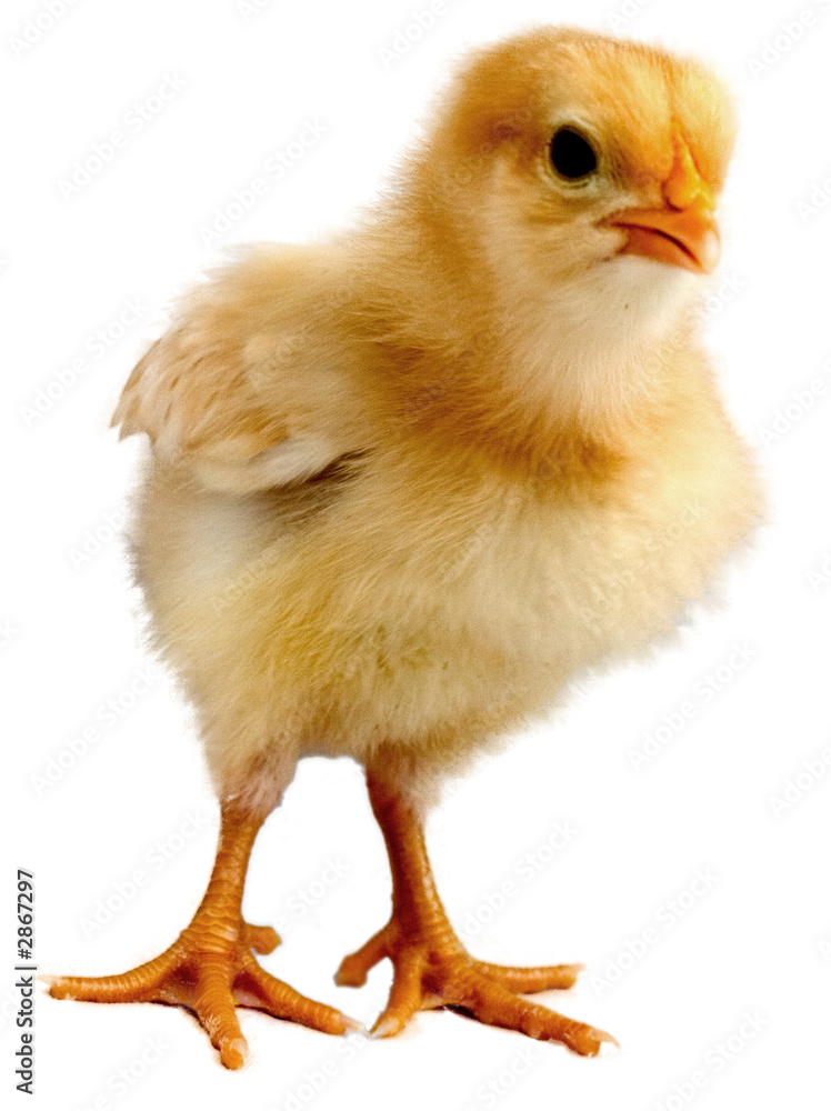 Obraz premium pisklę