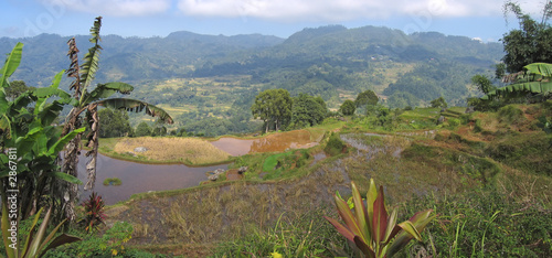 Photography ricefields and mountains, rantepao, sulawesi island, indonesia,