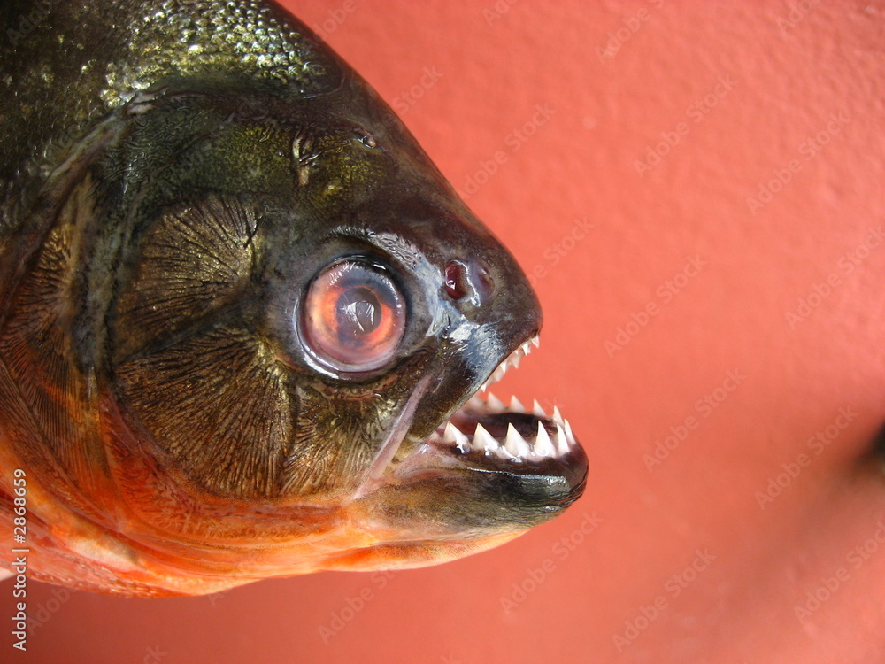 Ταπετσαρία piranha cajú, Serrasalmidae Familie. amazonas, brasil