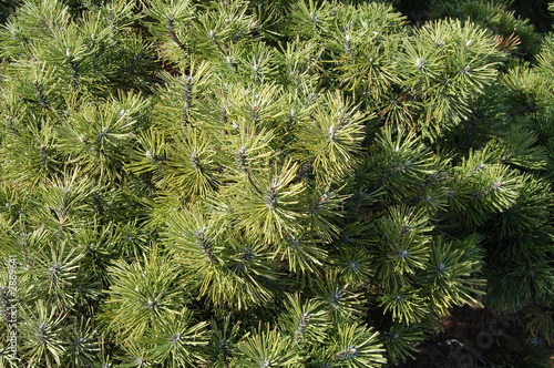 pine tree