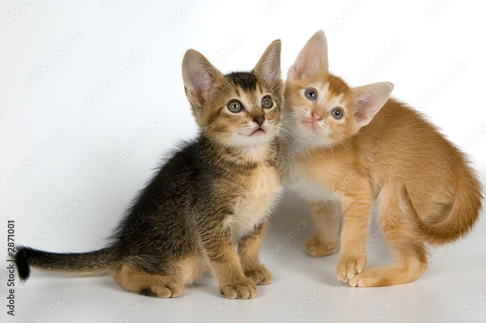 kittens in studio kittens in studio