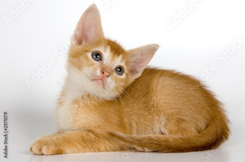 kitten in studio