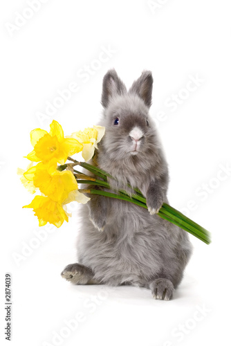 bunny with yellow flowers