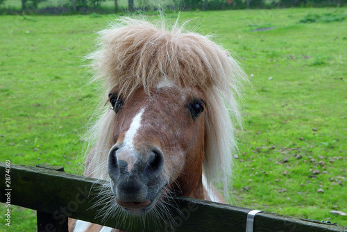 Foto pony ii