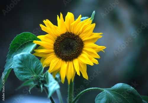 Fototapeta Naklejka Na Ścianę i Meble -  shady sunflower