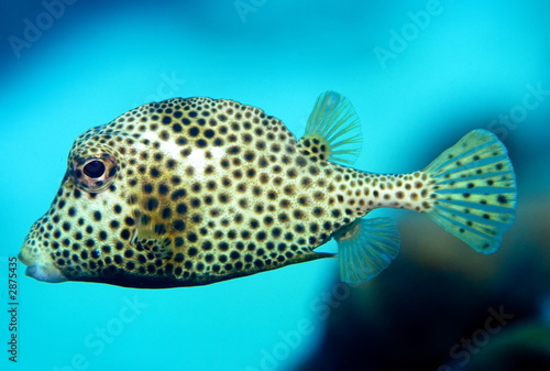 puffer fish © John Anderson