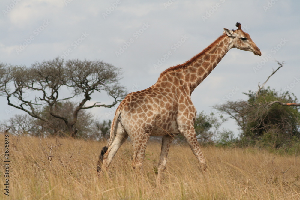 Fototapeta premium giraffe