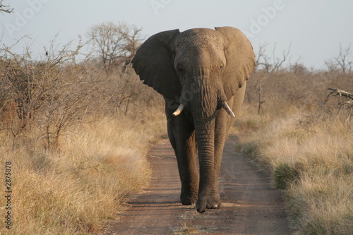elefantenbulle photo