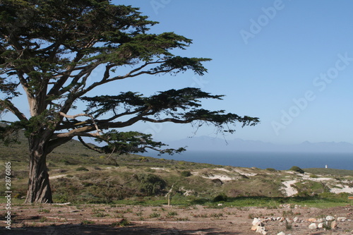 baum